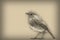 European robin. Original digital pencil drawing.