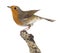 European Robin perched on a branch - Erithacus rubecula