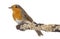 European Robin perched on a branch - Erithacus rubecula