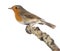 European Robin perched on a branch - Erithacus rubecula