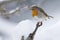 European robin perched on a snowy branch, France