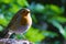 European robin perching on a bare tree