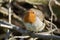 European Robin puffed up