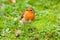 European Robin Red Breast on Mossy Grass