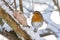 European robin redbreast bird eating homemade bird feeder, coconut fat cookie with nut, raisin wrapping on branch