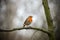European Robin Redbreast perching on a branch