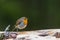 European Robin resting on a log