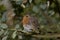 European Robin seen in England UK