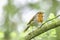 European robin singing on tree branch