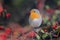 European robin sits on a hawthorn bush