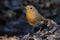 European Robin sits with spider under her beak