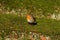 European robin sitting on some moss