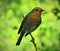 European Robin sitting on a thin twig