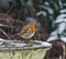 European Robin in snow