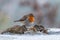 European robin on the snowy ground