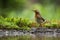 European robin standing on a ground in upright position near water pond