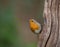 European Robin on vertical log