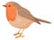 European robin. Wild bird. Funny wild songbird