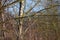 European Robins on bare Winter trees