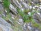 European rock pipit Anthus petrosus on the rocks