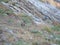 European rock pipit Anthus petrosus on the rocks