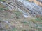 European rock pipit Anthus petrosus searches for food among the sparse vegetation on the coastal rocks