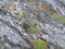 A European rock pipit Anthus petrosus searches for food among the sparse vegetation on the coastal rocks