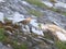 European rock pipit searching for food among the sparse vegetation