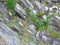 European rock pipit in the sparse vegetation on the coastal rocks