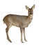 European Roe Deer, Capreolus capreolus