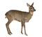 European Roe Deer, Capreolus capreolus, 3 years