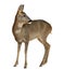 European Roe Deer, Capreolus capreolus, 3 years