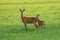 European roe deer, Capreolus capreolus, in green meadow. Doe and fawn standing in grass and grazing. Wild animals in nature