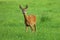 European roe deer, Capreolus capreolus, in green meadow. Doe standing in grass and grazing. Wild animal in natural habitat