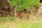 European roe deer fawn, Capreolus capreolus, hiding in grass near tree. Young animal in natural habitat. Wildlife scene