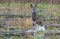 European roe deer jumps high in the air over the water surface