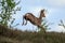 An European roe deer leaping in the bracken meadows