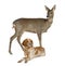 European Roe Deer standing with dog lying