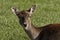 European Roe Deer, Western Roe Deer in Germany