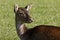 European Roe Deer, Western Roe Deer in Germany