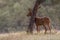 European roebuck marks his territory