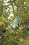 European Roller