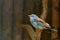 European Roller with the brilliant blue contrasting with black flight feathers