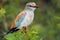 European Roller (Coracias garrulus)