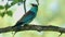 European Roller - Coracias garrulus colourful blue bird with the caterpillar of the Spurge Hawk-moth sitting on the branch and bri