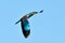 European roller (coracias garrulus) in flight