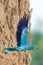 European roller or coracias garrulus in flight near by nest hole