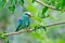 European roller coracias garrulus in natural habitat