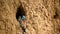 European roller or coracias garrulus near nest hole