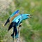 European roller (coracias garrulus) outdoor